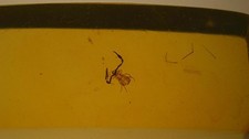 Special price beautiful pseudo scorpion inclusion amber picture