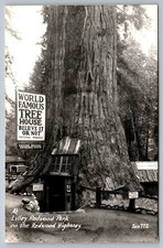 RPPC Lilley Redwood Park World Famous Tree House Redwood Highway Vintage picture