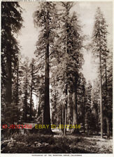 California Yosemite Giant Sequoia Mariposa Grove, 1918 picture