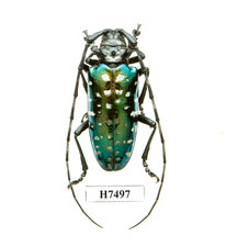 BEETLE, INSECT -H7497. Cerambycidae: Anoplophora sp. - VIETNAM picture