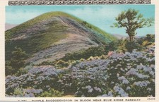 Postcard Purple Rhododendron in bloom near Blue Ridge Parkway USA  A 5508 picture
