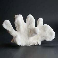 Genuine White Cat's Paw Coral (2 lbs) picture