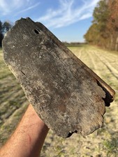 Beautiful EXTINCT “MYSTICETI” Bone Fossil Please Google in what’s in Quotations picture