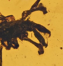 Rare Archaeidae (Assassin Spider), Fossil insect inclusion in Burmese Amber picture