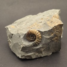 Promicroceras Calcite Ammonite on Matrix — PMC04 picture