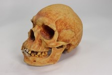 VTG Neanderthal Skull Model Life Size Museum Quality Fossil Cast Skullduggery picture