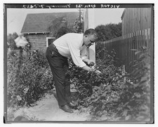 Photo:Billy Murray in Garden Picking Flowers c1915-1920 picture