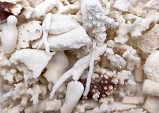 Small Coral Pieces White Brown Assorted Mix (approx. 1 pound 0.5-1.5+ inches) picture