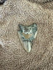 Real Megalodon Shark Tooth 4.20” Big Fossil Shark Teeth From NC picture