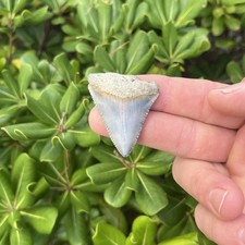 Real Great White Shark Tooth 1.79” Fossil picture