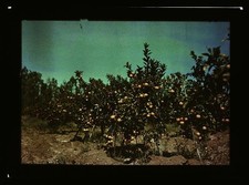 Photo:Orange Grove California 1900s Citrus Orchard Trees picture