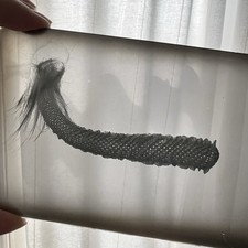 Antique Sepia Photograph Of Mystery Original Glass Negative Odd Creepy Critter picture