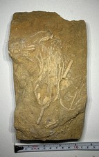 Rare Rhopocrinus Crinoid w/ Anal Plates and 3 Calyx’s Alabama Bangor Fossil 2.9p picture