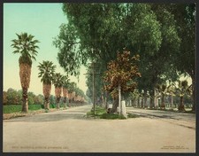 Photo:Riverside California Magnolia Avenue 1903 Palm Tree Roadway picture