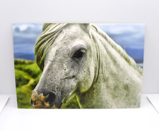 Horse Postcard Close-Up White Pony Portrait with Windswept Mane Unused picture