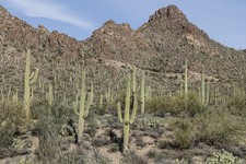 Photo:Tucson Arizona 2018 Saguaros on Hillside in Tucson Mountain Park picture