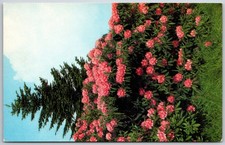 Vintage Postcard Purple Rhododendron Catawbiense Full Bloom picture