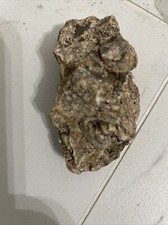 Ancient Rock Fossil  from the Morikami Japanese Gardens picture