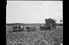 Load,cane,ox teams,industry,Cuban sugar plantation,Detroit Publishing Co,c1904 picture