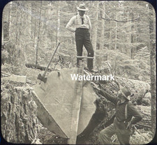 Late 1800's -Oregon History Lumbering Massive Trees -Glass Slide Photo -Antique picture