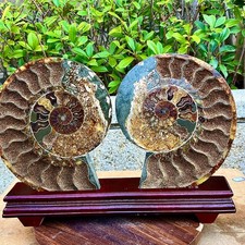 7.91LB A Pair Rare Natural Tentacle Ammonite FossilSpecimen Shell Healing Madag picture