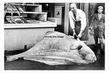 pt5723 - Goole , G E Clark Fishmonger , Large Halibut , Yorks - photo 6x4 picture