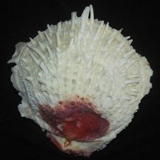 150 mm LARGE Spondylus Varius Oyster Seashell Phuket Thailand Combine Ship picture