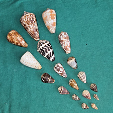 Cone Shells-Vintage Kona Collection-(18) Beautiful-Untreated-2 3/4