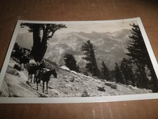 Sequoia National Park - On the Alta Trail  photo postcard 1930's picture