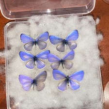20 Real Small Blue Butterfly Specimens Spread Wings A1/A- Boxed 2.5-3cm picture