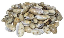 Olive Shells for Home Decor, 3 lbs picture