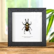 Rainbow Stag Taxidermy Beetle Frame (Phalacrognathus muelleri) picture