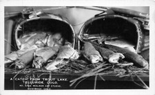 J40/ Telluride Colorado RPPC Postcard c1940s Trout Lake Fishing Catch  284 picture