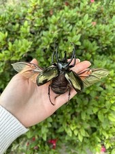 Chalcosoma Atlas Keyboh Rhinoceros Atlas Beetle A1 Grade Wings Spread 80-89mm picture