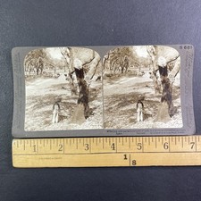 Cork Oak Harvesting Stereoview Underwood & Underwood Spain 1904 Curved Mount picture