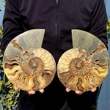 5.13LB A Pair Rare Natural Tentacle Ammonite FossilSpecimen Shell Healing Madag picture