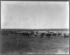 Photo:Dalhart Texas R.S. Coon Ranch Cattle Grazing Pond c1908 picture