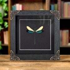 Taxidermy Stream Glory Damselfly in Baroque Style Frame (Neurobasis chinensis) picture