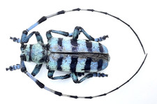 Cerambycidae, Anoplophora medenbachii, Male, Aa-, 30mm, Sumatra, #CC68 picture