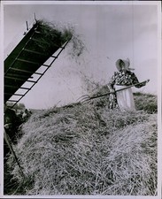 LG797 1955 Original Photo THRESHING BEE Minnesota Valley Breeders Association picture