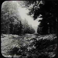 Glass Magic Lantern Slide A NEW FOREST RIDE C1890 VICTORIAN PHOTO TREES picture