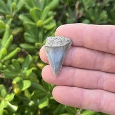 Real Great White Shark Tooth 1.26” Fossil picture