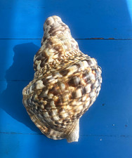 Vintage Large Spiral Seashell Shell Approx 7-9 in  Display, Triton Trumpet picture