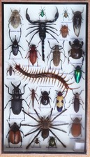 Real Exotic Insect Taxidermy Collection Mixed Specimens In Wooden Box Display picture