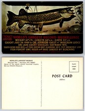 World's Largest Record Muskellunge Hayward Wisconsin Moccasin Bar Postcard picture