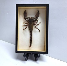 Vintage Giant Scorpion Taxidermy Mounted in Box Frame - Africa - 146 mm picture