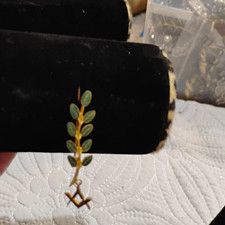 Vintage Masonic Acacia Sprig Pin Gold Tone Green Enamel Square & Compass Brooch  picture