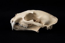 Clouded Leopard Skull Replica – Life Size Exotic Feline Display Model picture
