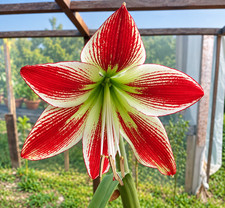 Hippeastrum menesesii - 12 seeds - Very rare Species picture