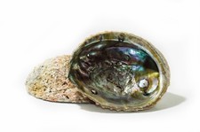 Pink Abalone Sea Shell One Side Polished Beach Craft 5